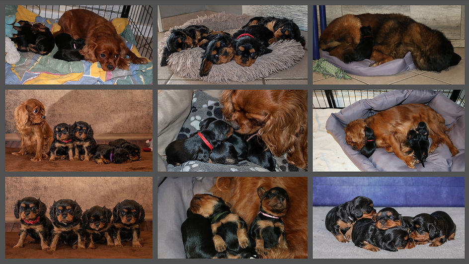 Collage_Fotor_F2.jpg