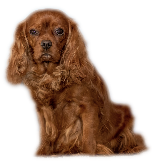 Queenie_IMG_5359_Ausschnitt_freigestellt_edited.png