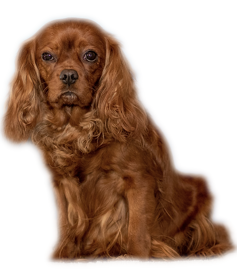 Queenie_IMG_5359_Ausschnitt_freigestellt_edited.png