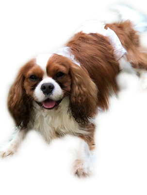 Parker.png