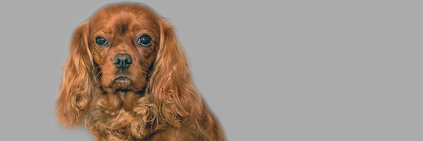 Banner Queenie.jpg