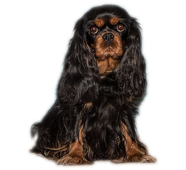 Romy IMG_6164_freigestellt_2.png