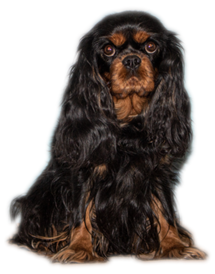 Romy IMG_6164_freigestellt_2.png