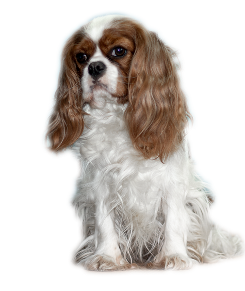 Qira_IMG_9144_freigestellt_edited.png
