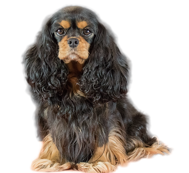 Lucy IMG_9323_freigestellt.png
