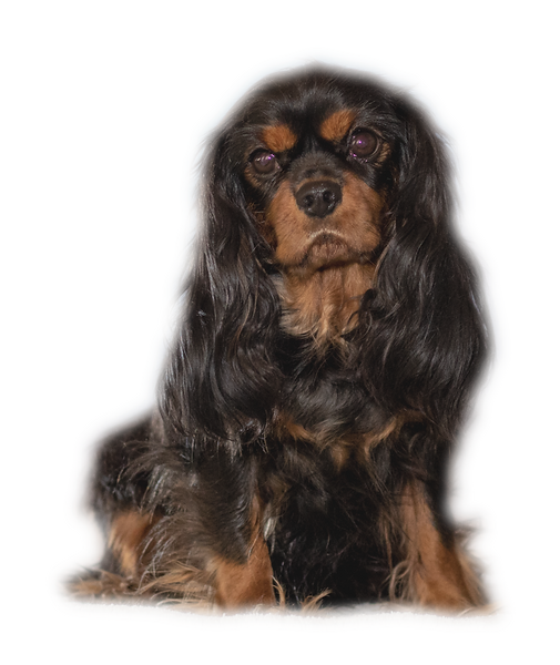 Mia_IMG_5335_Ausschnitt_freigestellt_edi