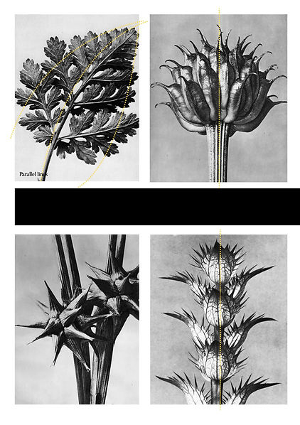 karl blossfeldt crit link.2.jpeg