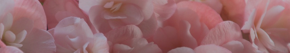 Pink Petals _edited.jpg