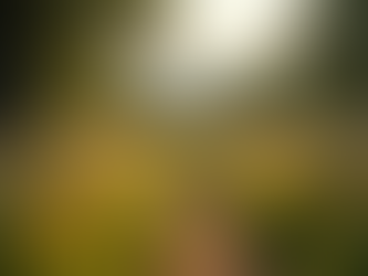 Exploring Alternative Activities Beyond Horse Riding at Our Ranch