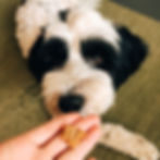 homemade dog treats with salmon