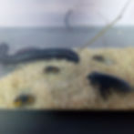 Schools, primary schools, reptiles learning with animals