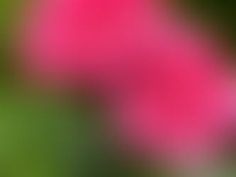 #BotanistLens: Roses are red and violets are blue!