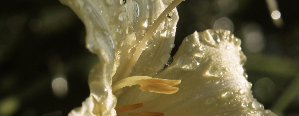 thérapie émotions ASCA à Neuchâtel