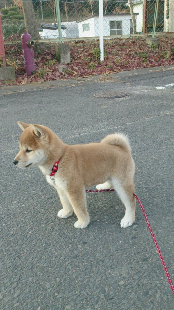 約３ケ月 雌 羚和 (レオ)  幼犬時代