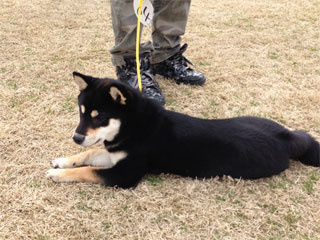 約５ヶ月  幼犬時期