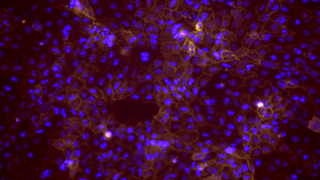 ezgif-4-f0518a6bbb