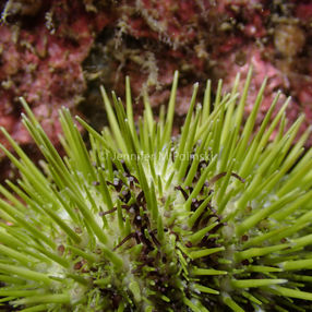Echinoderms