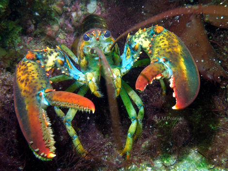 American lobster