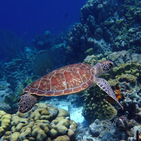 Bonaire 2025