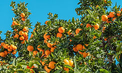 fruity.jpeg
