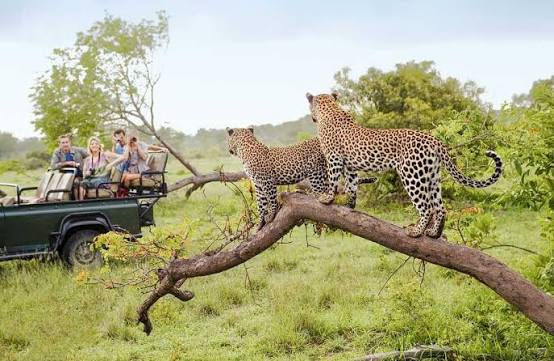 Travelers on an African safari viewing leopards from a safari vehicle