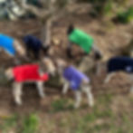 Animal Rugs, Blankets, Jackets, Covers & Blankets Australia & New Zealand