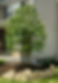 tree planting in Missouri