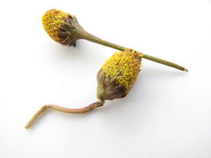 Spilanthes Acmella