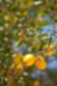 Argan Oil