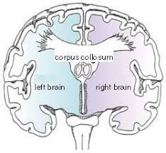 Corpus Callosum
