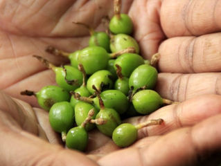 The Cardamom Plantations of Thekkady Idukki