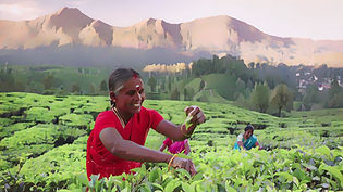 Tea Plantation worker.jpg