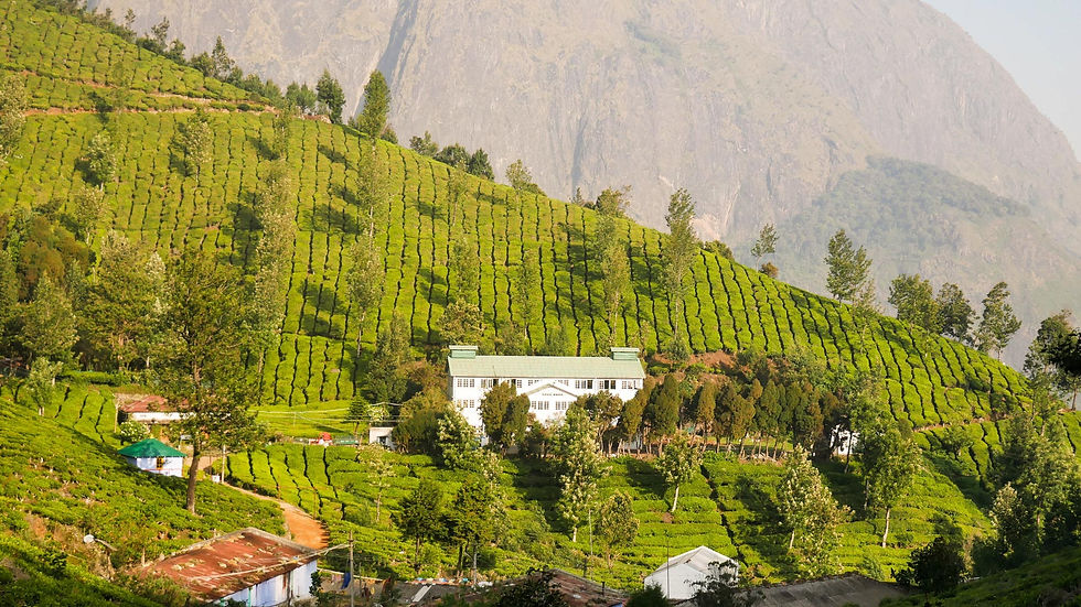 Kolukkumalai tea factory