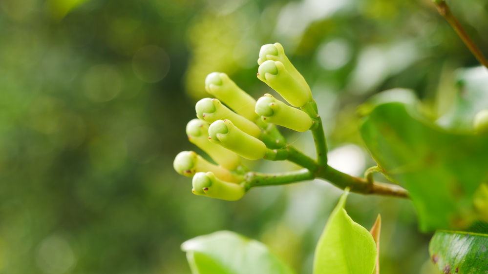 Best Cloves in India comes from Kanyakumari