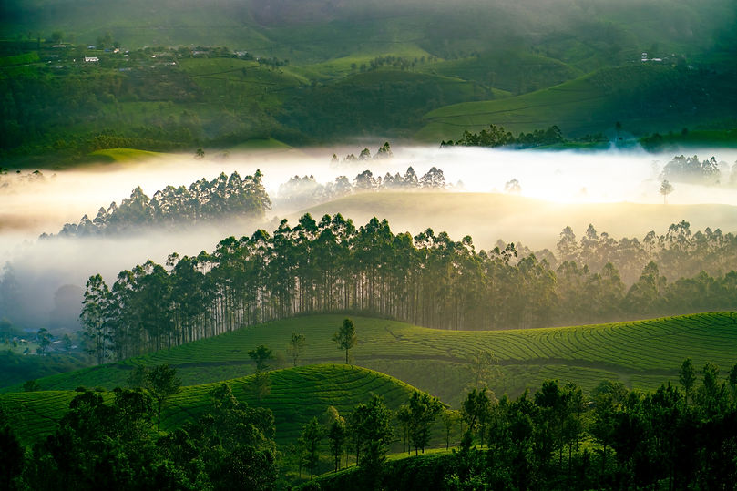 Mystical view of tea plantation Munnar Kerala