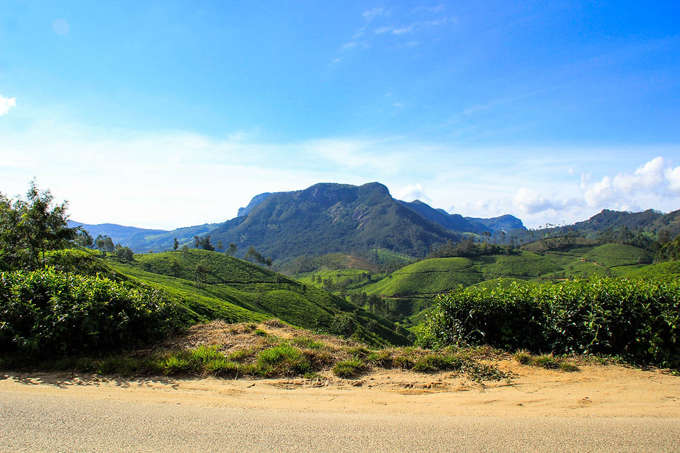 Trek Through the tea plantations in Munnar