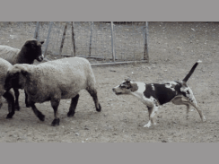 Maddie herding