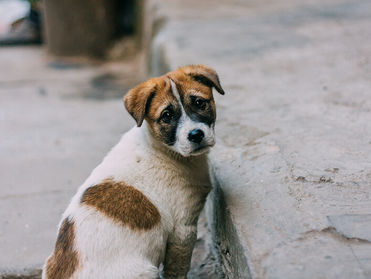 STRAY - #7