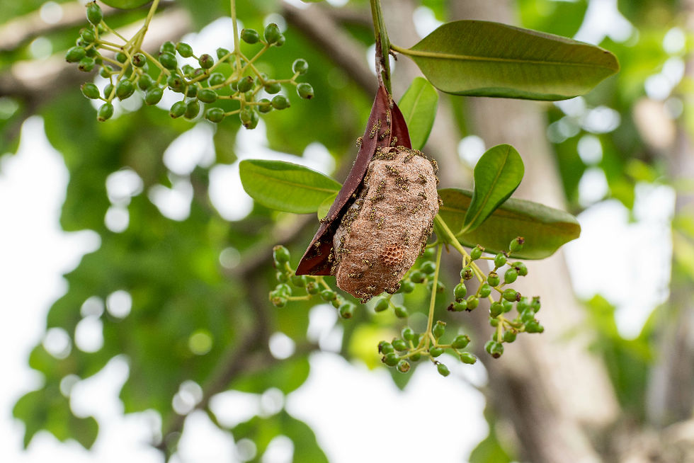 wasp nest in garden