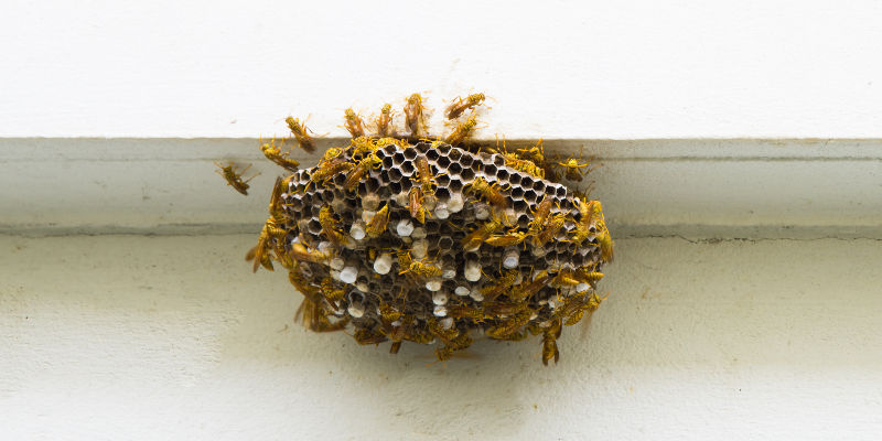 Large wasp nest on house wall needing wasp nest removal