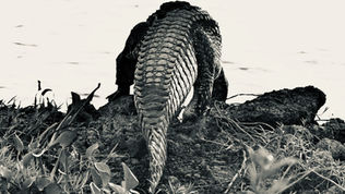HAPPY WORLD CROCODILE DAY!
