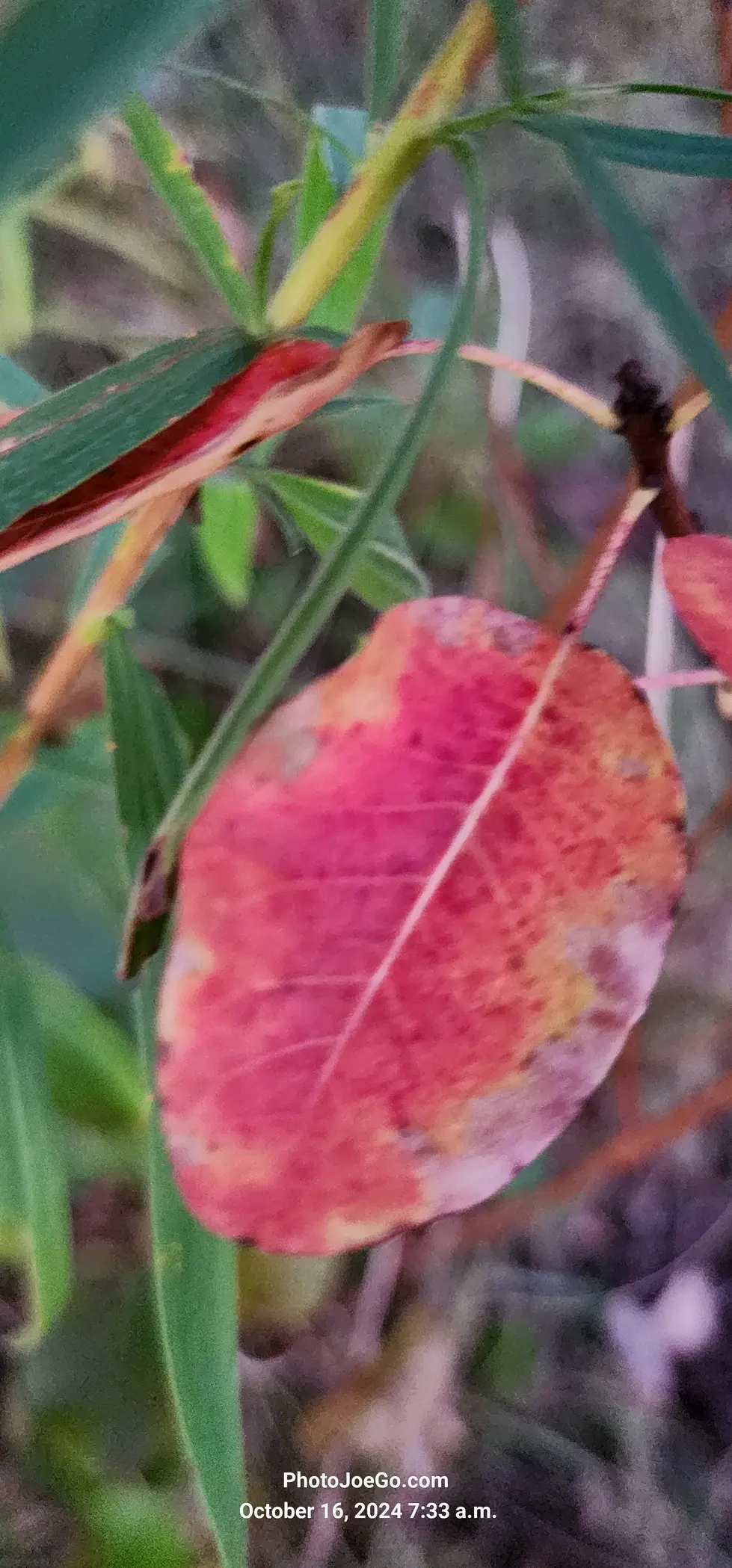 20241016_Sunrise_073329.webp