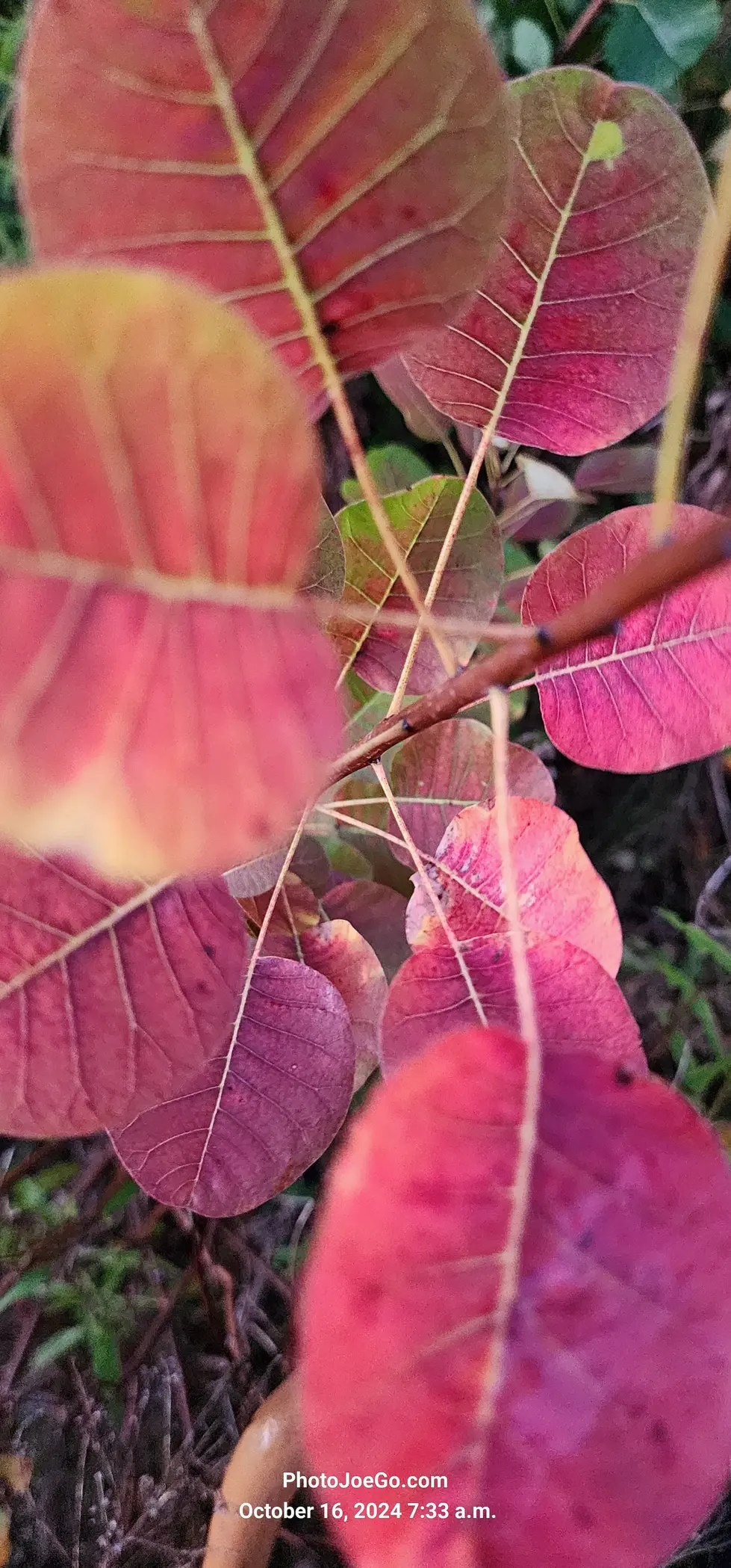 20241016_Sunrise_073319.webp