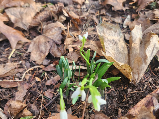 The Lily of the Valley