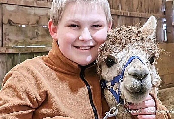 alpaca-walks.jpg