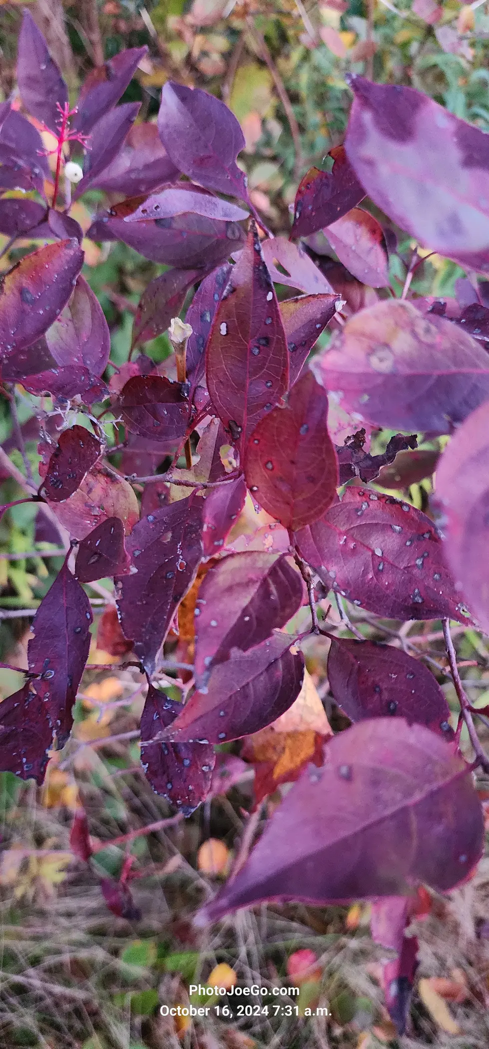 20241016_Sunrise_073116.webp