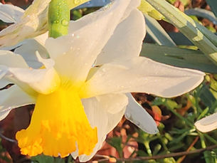 Daffodils: The Golden Trumpets that Announces Spring.