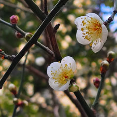 梅咲く