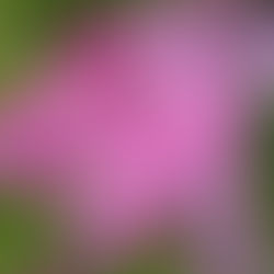 この頃