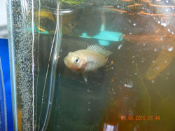 Astatotilapia Calliptera